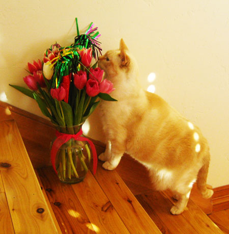 Isabella and tulips